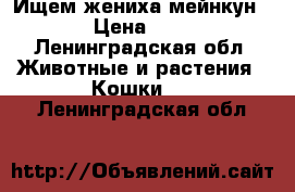 Ищем жениха мейнкун › Цена ­ 1 - Ленинградская обл. Животные и растения » Кошки   . Ленинградская обл.